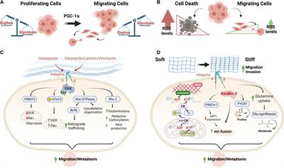 Extracellular Matrix Signals as Drivers of Mitochondrial Bioenergetics and Metabolic Plasticity of Cancer Cells During Metastasis